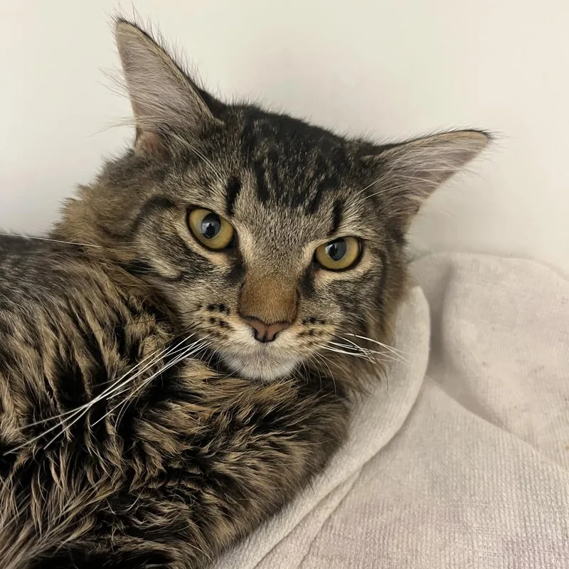 A young medium-sized male Brown / Chocolate Domestic Short Hair cat named Critta for adoption in Philadelphia, PA