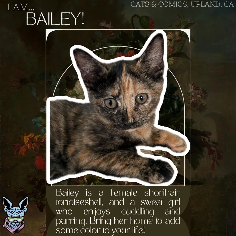 A baby small-sized female Domestic Short Hair cat named Bailey for adoption in chino, CA