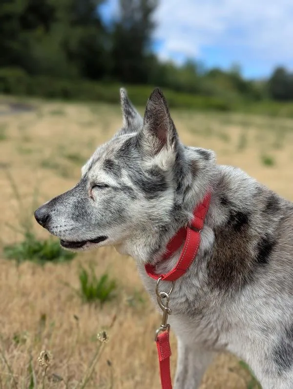 A senior medium-sized male Australian Cattle Dog / Blue Heeler dog named Rorschach for adoption in Troutdale, OR