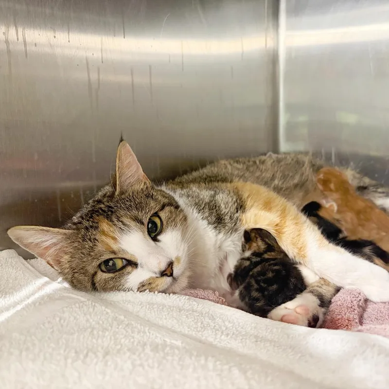 An adult medium-sized female Domestic Short Hair cat named Clarabelle for adoption in Cumming, GA