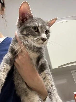 A baby medium-sized male Domestic Short Hair cat named Smokey for adoption in Pequot Lakes, MN