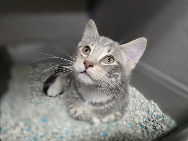 A baby small-sized male Domestic Short Hair cat named Coal for adoption in Aliquippa, PA
