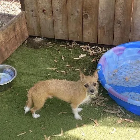 An adult small-sized male Brown / Chocolate Chihuahua dog named Tommy for adoption in Sonoma, CA