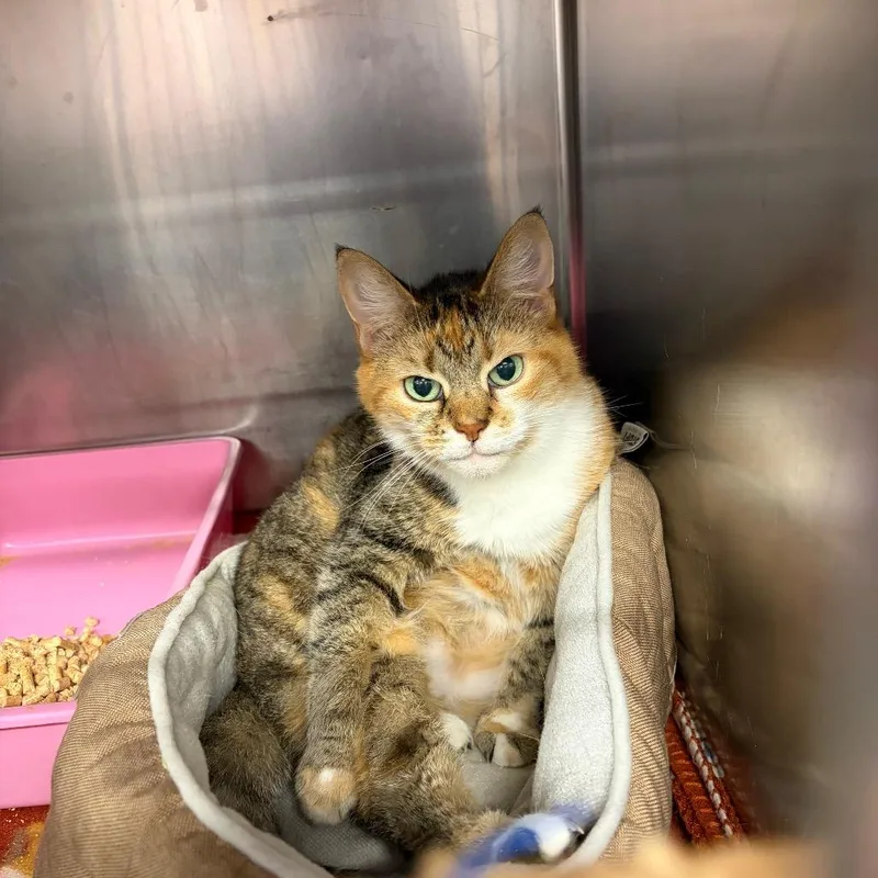 An adult medium-sized female Orange / Red Domestic Short Hair cat named Coraline for adoption in Ashtabula, OH