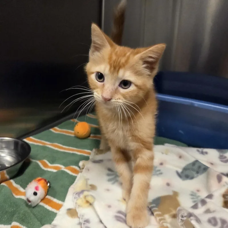 A baby small-sized male Orange / Red Domestic Short Hair cat named Phoenix for adoption in Hinsdale, IL