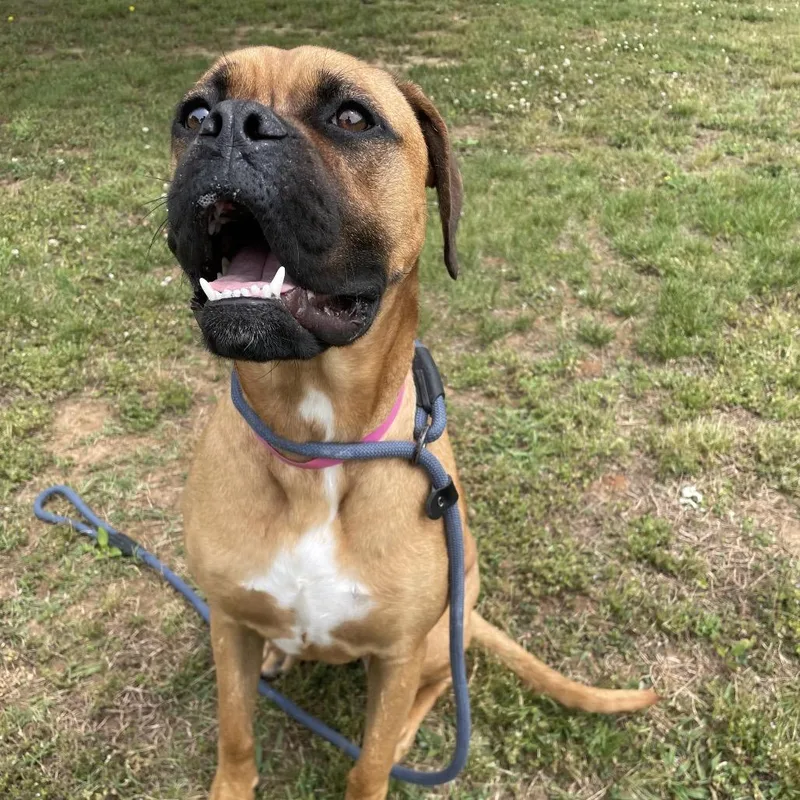 A young large-sized female Brown / Chocolate Mixed Breed dog named Paisley for adoption in Chattanooga, TN