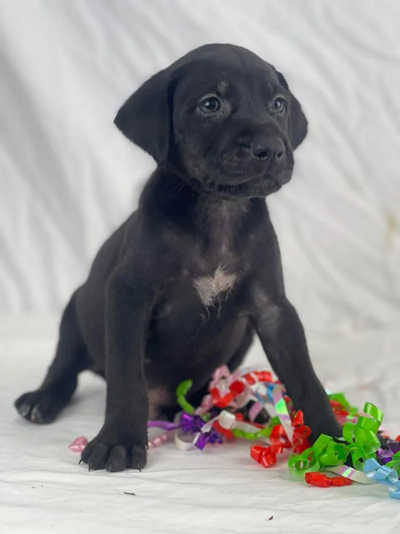 Mj The Lab Mix