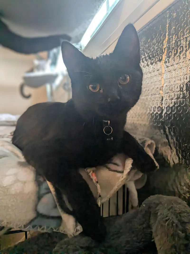 Giovanni thumbnail 2