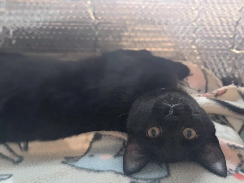 Giovanni thumbnail 3