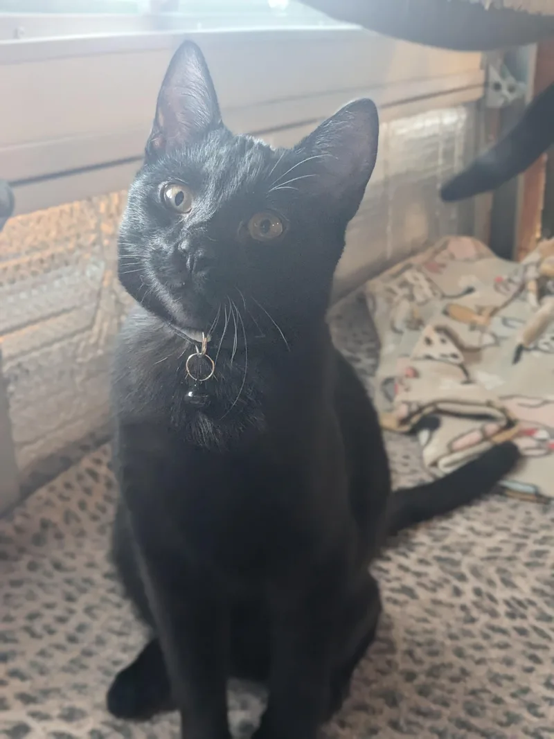 Giovanni thumbnail 4