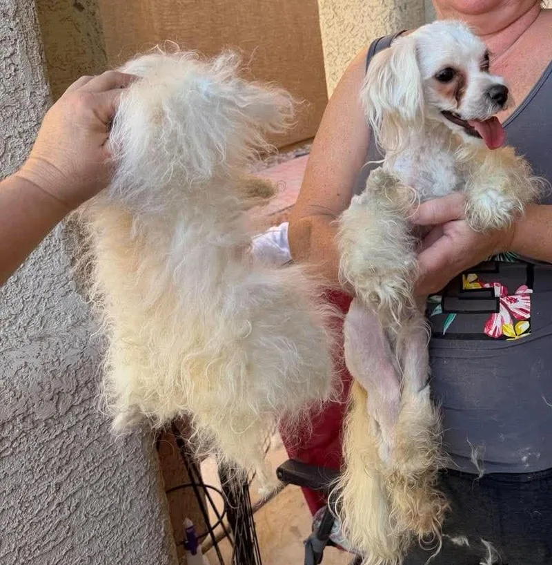 A young small-sized female Maltipoo dog named Mini aka Apple for adoption in Las Vegas, NV