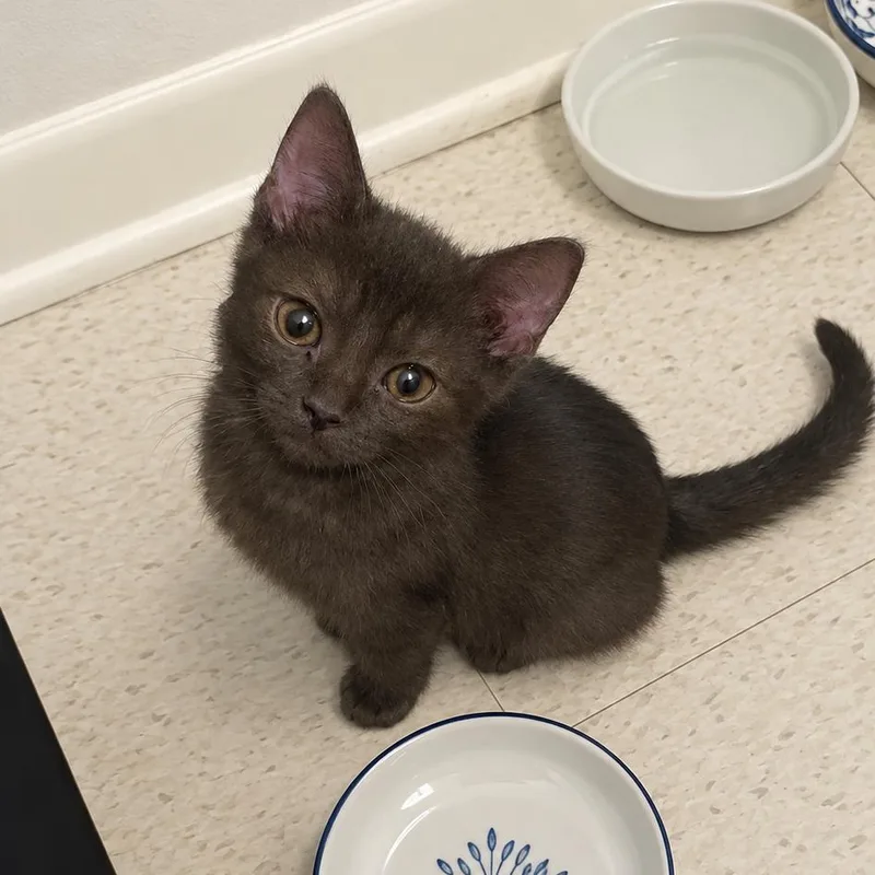 A baby small-sized male Domestic Short Hair cat named Cuba for adoption in Austin, TX