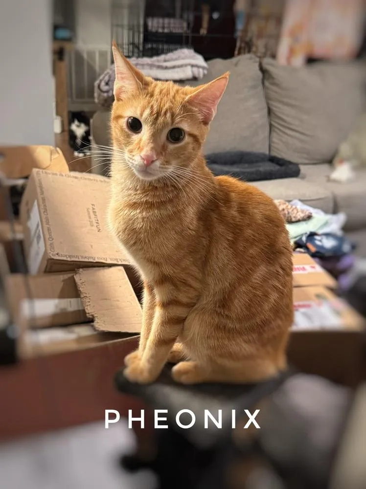 A young small-sized male Tabby (Orange / Red) Domestic Short Hair cat named Phoenix for adoption in Deltona, FL