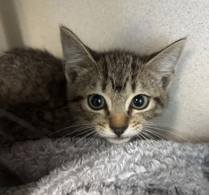 A baby medium-sized female Domestic Short Hair cat named Padme I AM for adoption in East Brookfield, MA