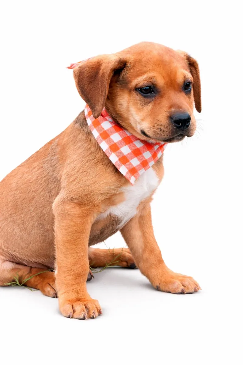 A baby large-sized female Apricot / Beige Black Mouth Cur dog named Bonnie for adoption in Nahunta, GA