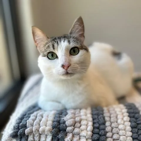 An adult medium-sized female White Domestic Short Hair cat named Calypso for adoption in Stafford, VA