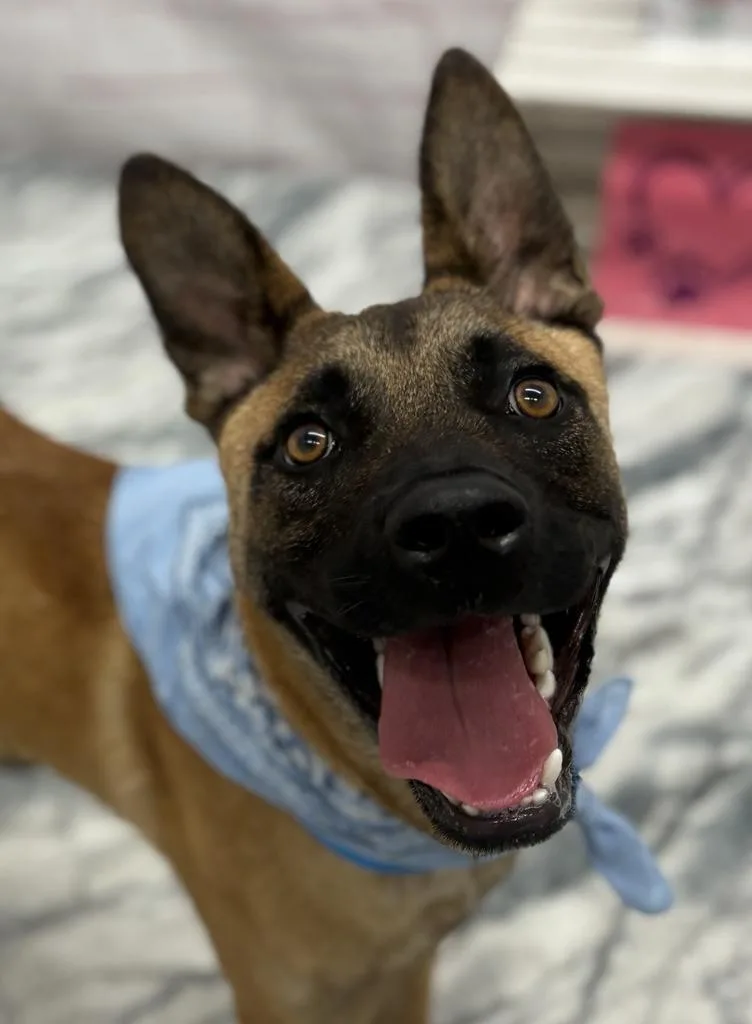 A baby medium-sized male Belgian Shepherd / Malinois dog named Max for adoption in Detroit, MI