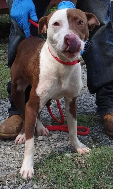 A senior medium-sized female Pit Bull Terrier dog named Locust Circle Winnsboro for adoption in Winnsboro, SC