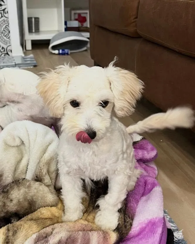 A young small-sized male White / Cream Maltipoo dog named Gabe for adoption in Winsted, CT