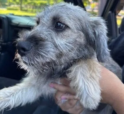 A baby small-sized male Terrier dog named Noodle Mac for adoption in Alpharetta, GA