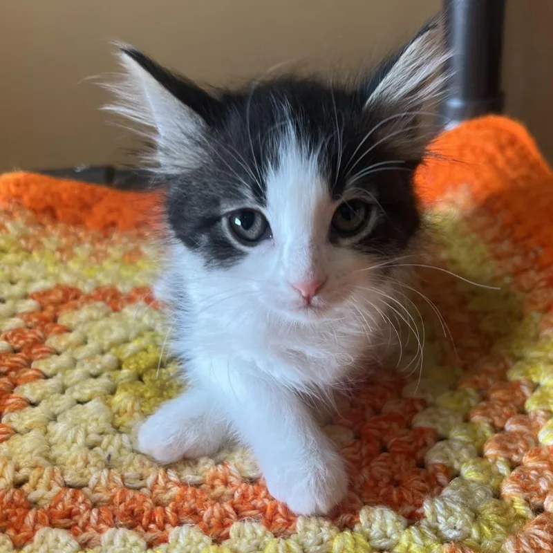A baby small-sized female Black Domestic Short Hair cat named Guava for adoption in Wadena, MN