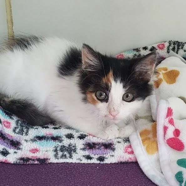 A baby small-sized female White Domestic Short Hair cat named Enigma for adoption in Oakland, CA
