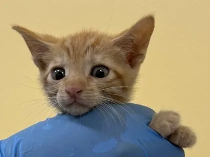 A baby small-sized male Domestic Short Hair cat named Nico for adoption in Honolulu, HI