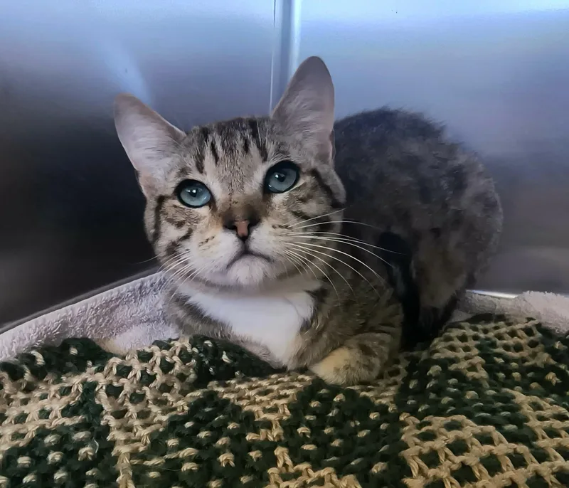 A young medium-sized male Tabby (Buff / Tan / Fawn) Domestic Short Hair cat named Thunder for adoption in Weaverville, CA