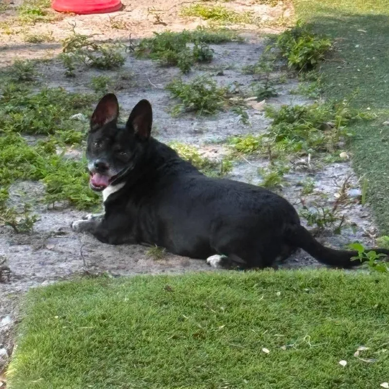 A senior small-sized male Black Mixed Breed dog named Sweetie Boy for adoption in Port Richey, FL