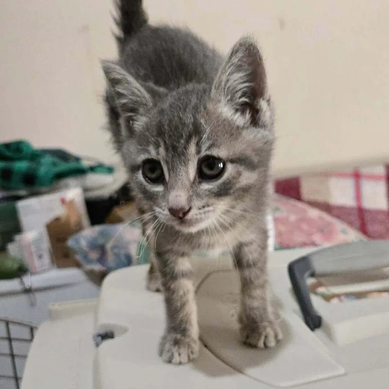 A baby small-sized male Gray / Blue / Silver American Shorthair cat named Speckle for adoption in sylmar, CA