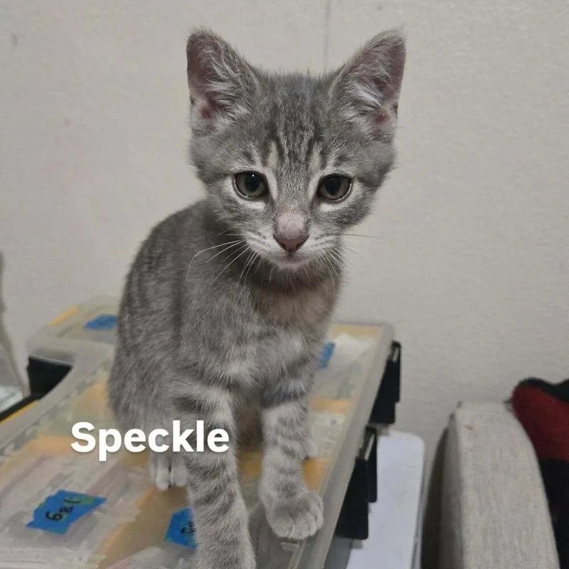 Speckle thumbnail 2