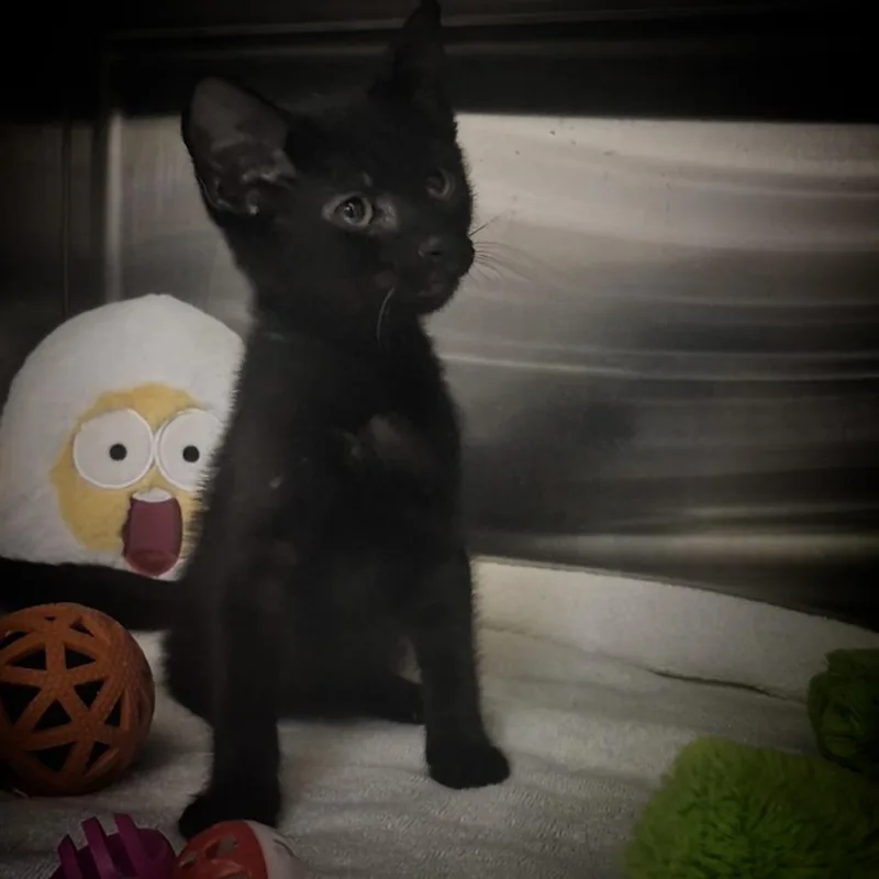 A baby small-sized male Black Domestic Short Hair cat named Jian for adoption in Upland, CA