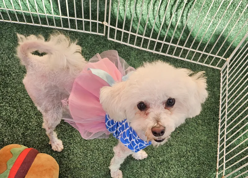 An adult small-sized female Poodle (Toy) dog named Annie for adoption in Los Angeles, CA
