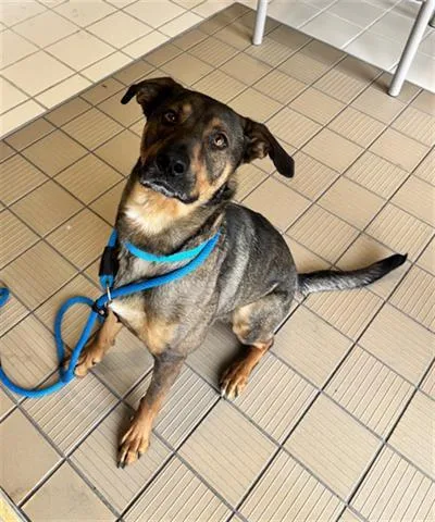 A young medium-sized male German Shepherd Dog dog named Twister for adoption in Dayton, OH