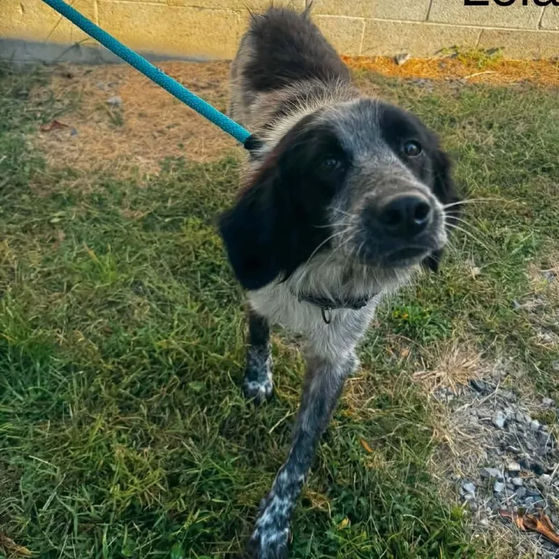 An adult medium-sized female Pointer dog named Leia for adoption in Washington, DC