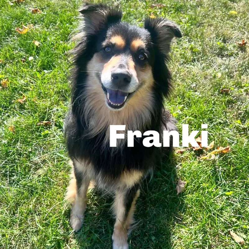 An adult small-sized female Australian Shepherd dog named Franki for adoption in Escanaba, MI