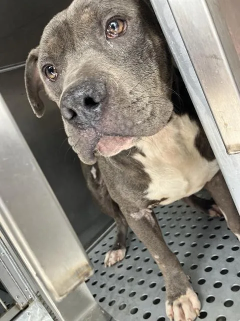 An adult medium-sized male Mixed Breed dog named Chevy for adoption in Dallas, TX