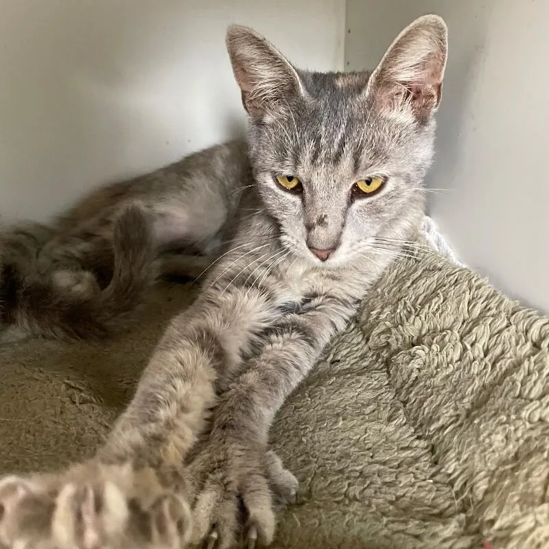 An adult medium-sized female Domestic Short Hair cat named Sawyer for adoption in Roanoke, VA