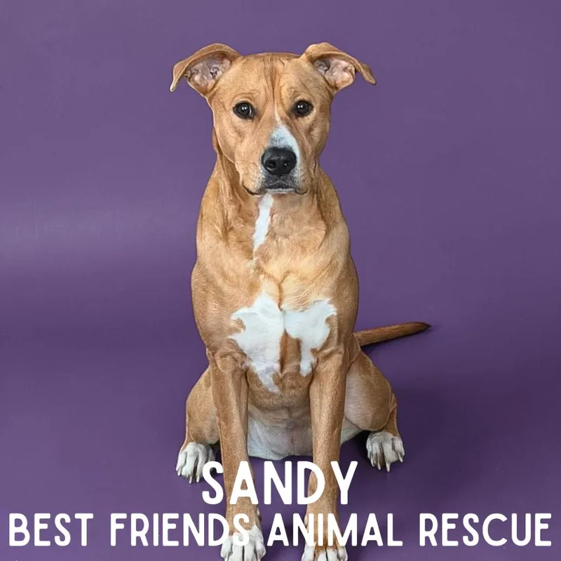 Sandy