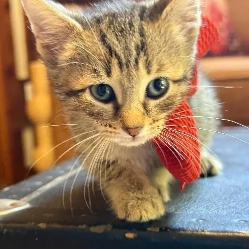 A baby medium-sized female Tabby (Brown / Chocolate) Tabby cat named Glitter Disco for adoption in Friendswood, TX