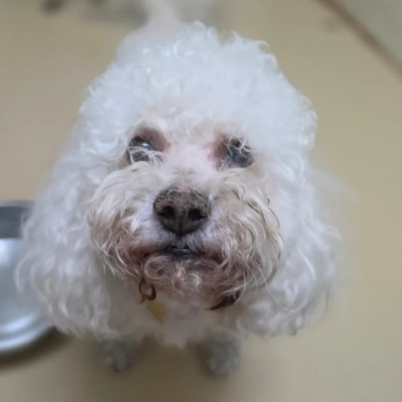 A senior medium-sized male White / Cream Maltese dog named Raffy Chino Hills for adoption in Chino Hills, CA