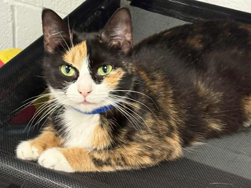 An adult medium-sized female Calico Domestic Short Hair cat named Sapphire for adoption in Morganton, NC
