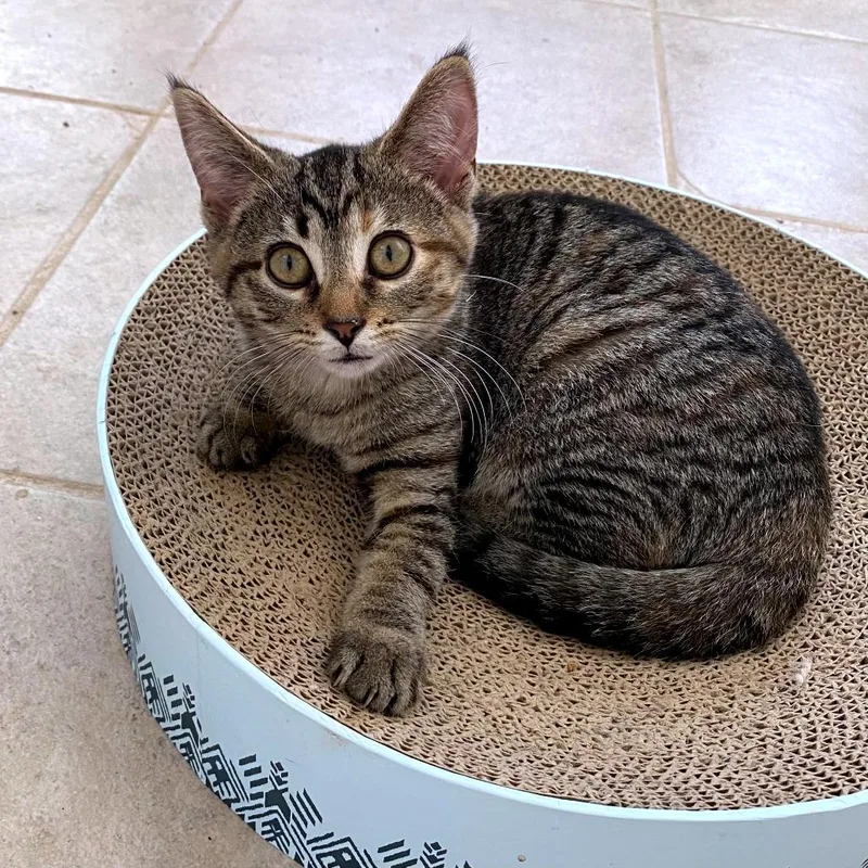 A baby small-sized female Brown / Chocolate Domestic Short Hair cat named Ava for adoption in Green Bay, WI