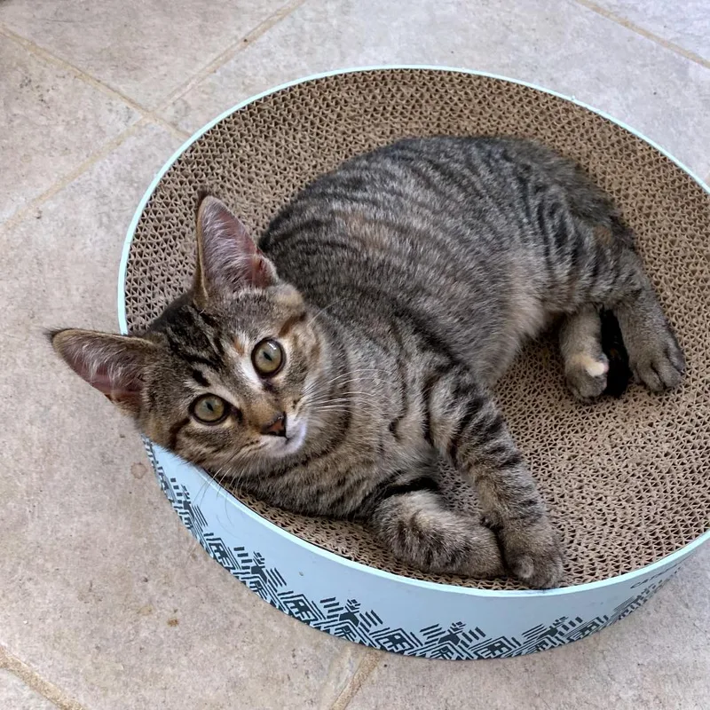 Ava thumbnail 5