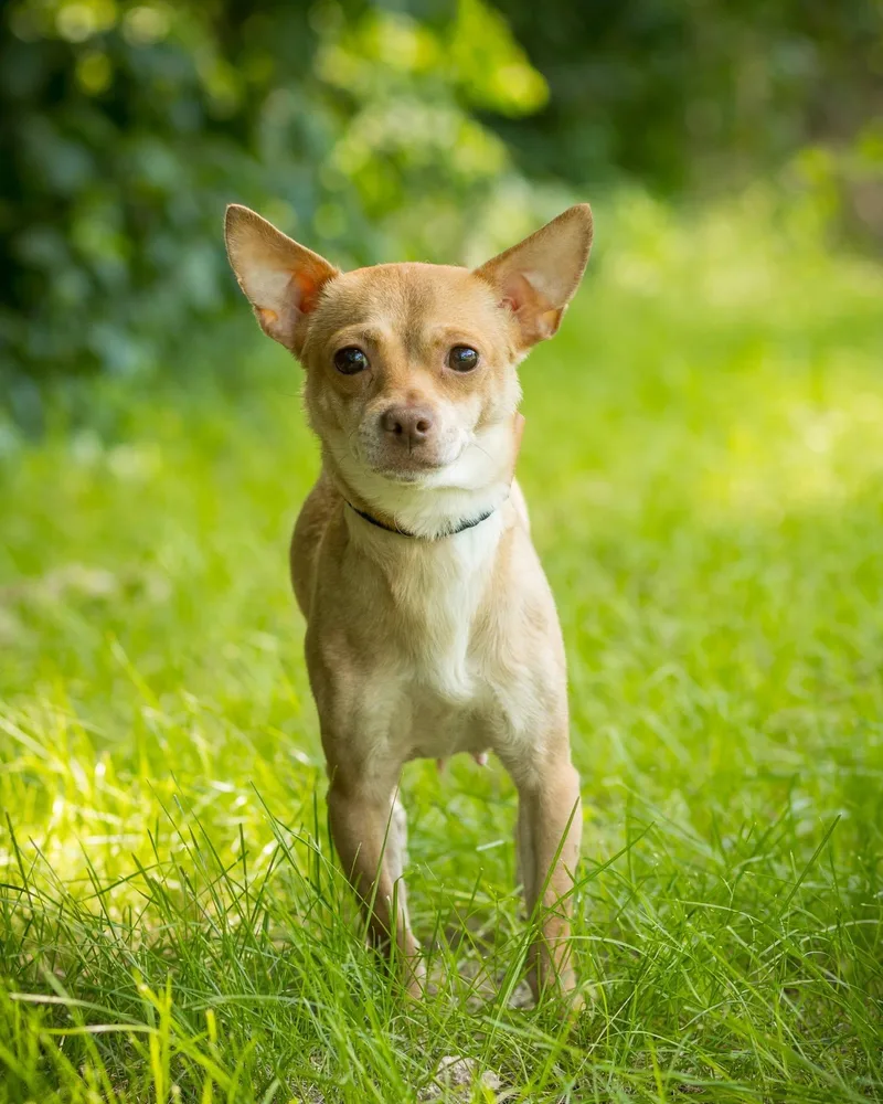 An adult small-sized female Apricot / Beige Chihuahua dog named Windy for adoption in Bridgeport, CT