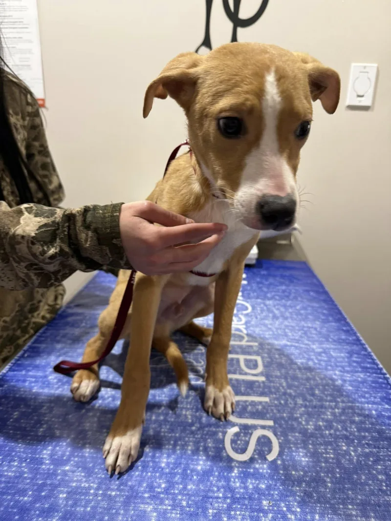 A baby small-sized male Terrier dog named Apollo for adoption in Corning, AR