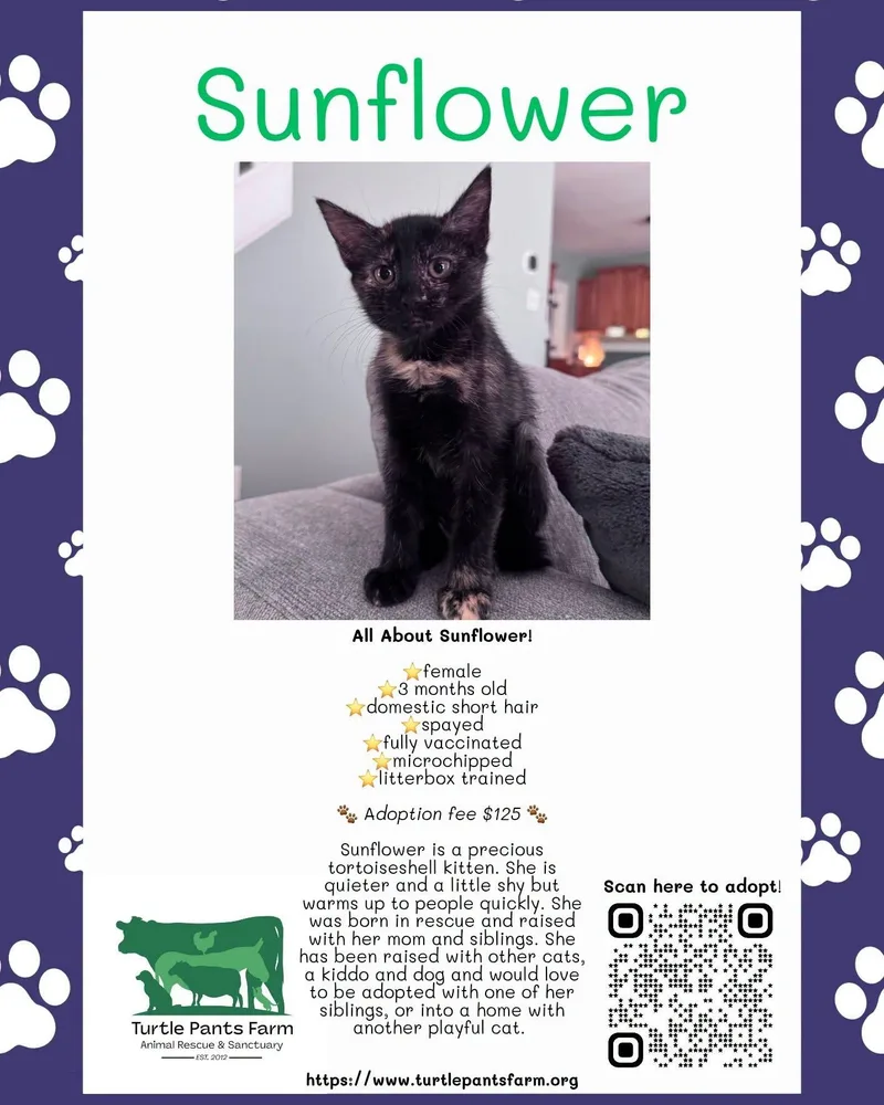 A baby medium-sized female Tortoiseshell Domestic Short Hair cat named Sunflower for adoption in Pittsboro, NC