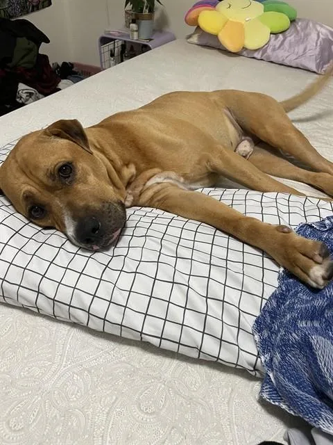An adult large-sized male American Bulldog dog named Alby for adoption in Miami, FL