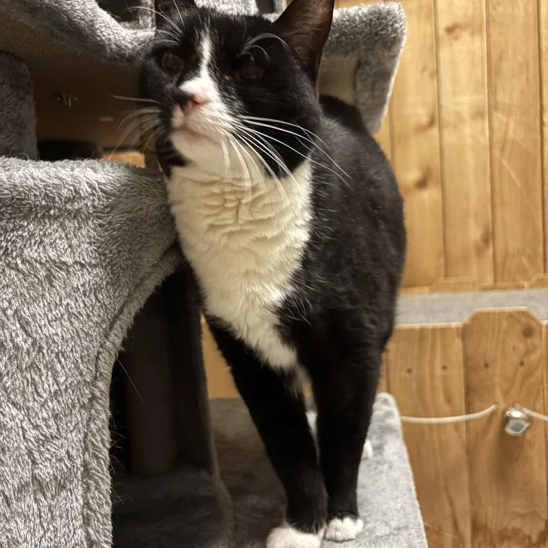 A young medium-sized female Black & White / Tuxedo Tuxedo cat named Jane for adoption in Spokane, WA