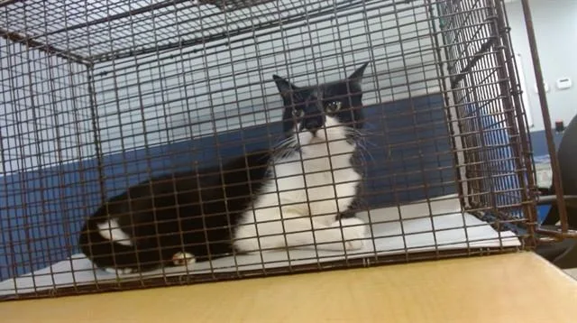 A senior small-sized female Domestic Short Hair cat named Kiki for adoption in Miami, FL